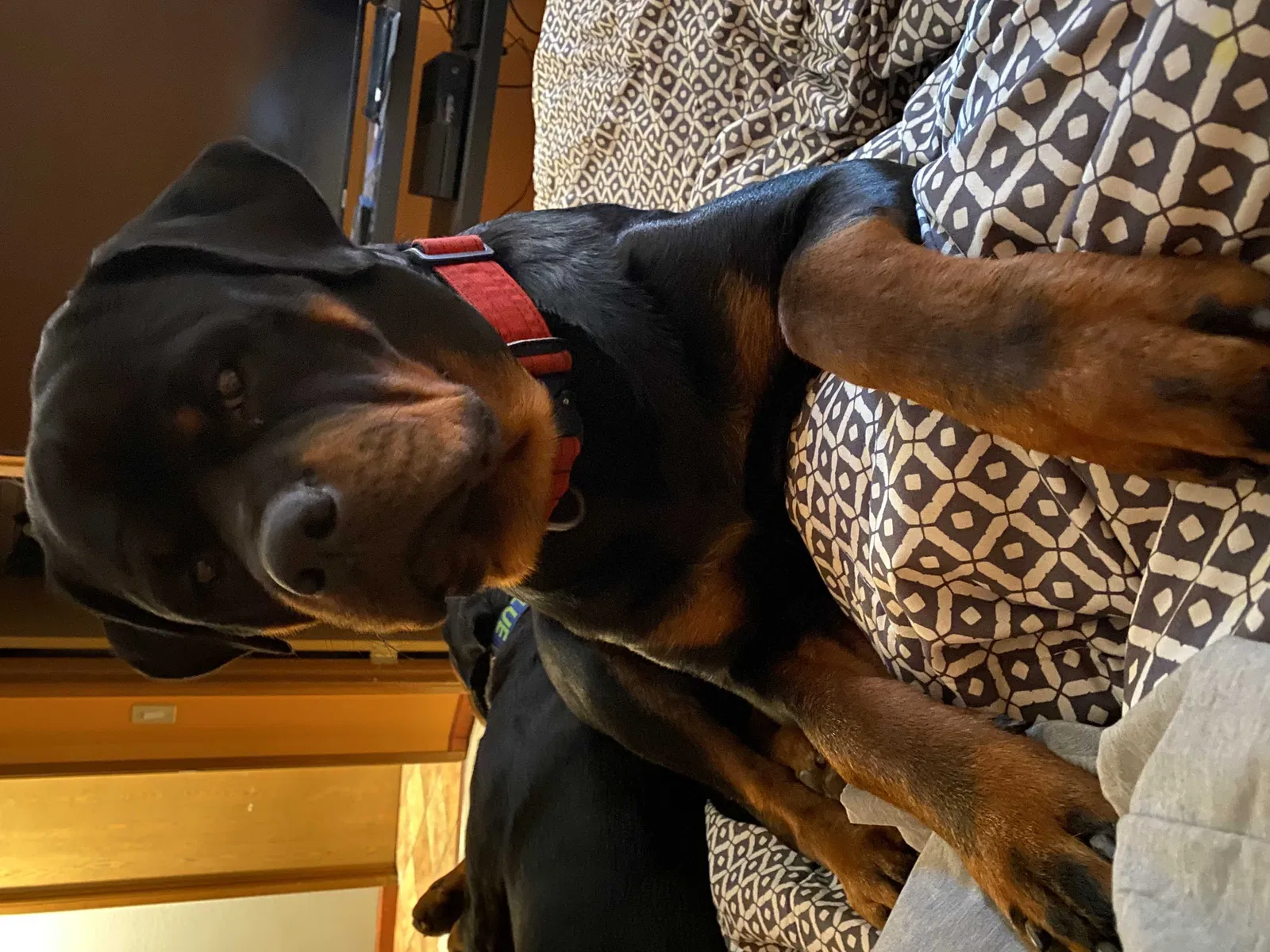 Lost dog in Federal Way, WA, 98003