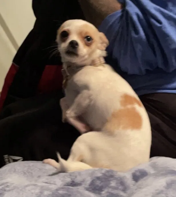 Lost dog in Plano, TX, 75075
