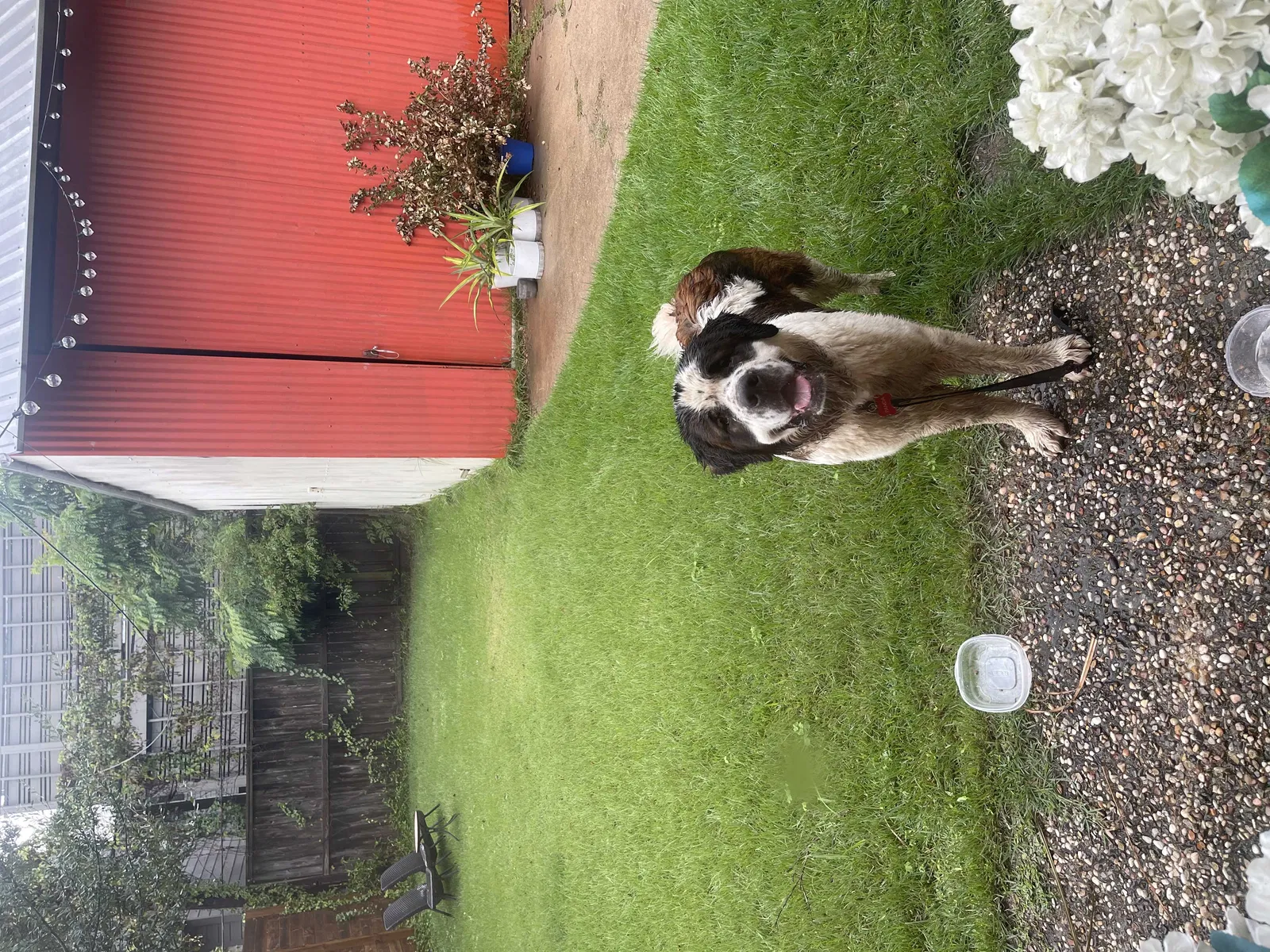 Lost dog in Houston, TX, 77098