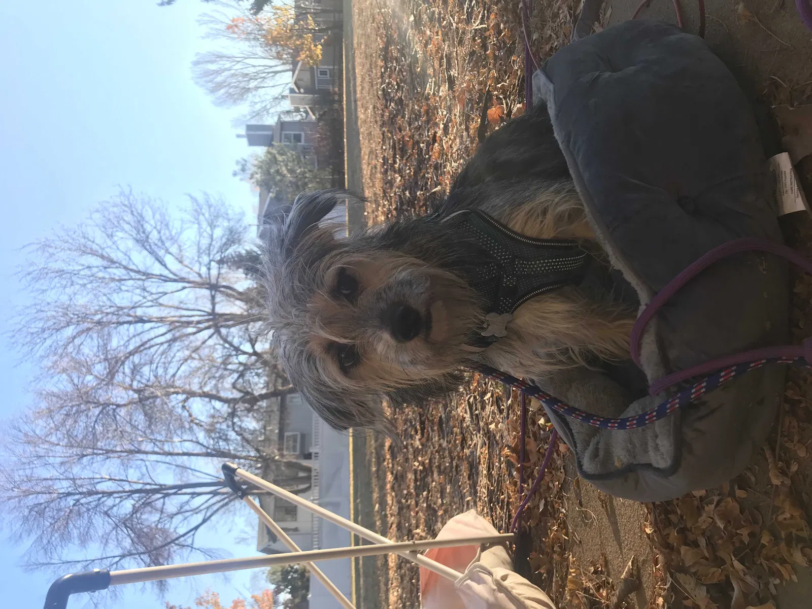 Lost dog in Fort Collins, CO, 80526