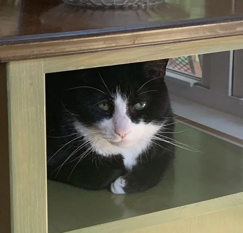 Lost cat in Henrico, VA, 23233