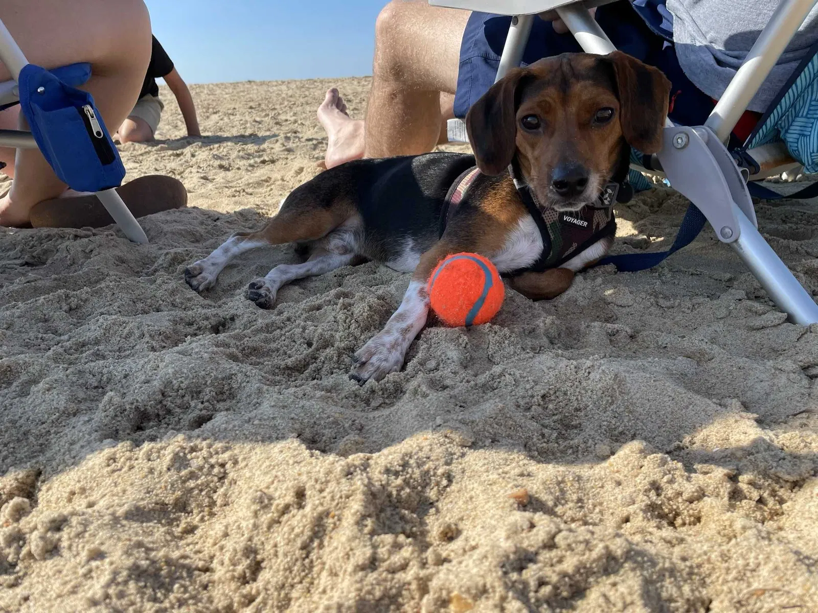 Lost dog in Virginia Beach, VA, 23454