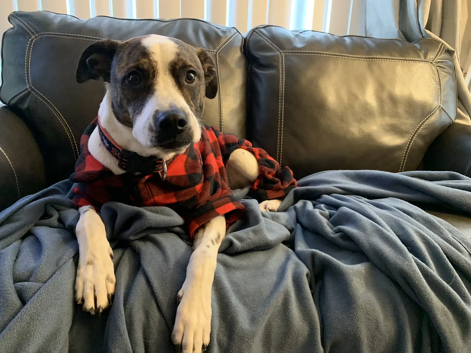 Lost dog in Wheat Ridge, CO, 80033