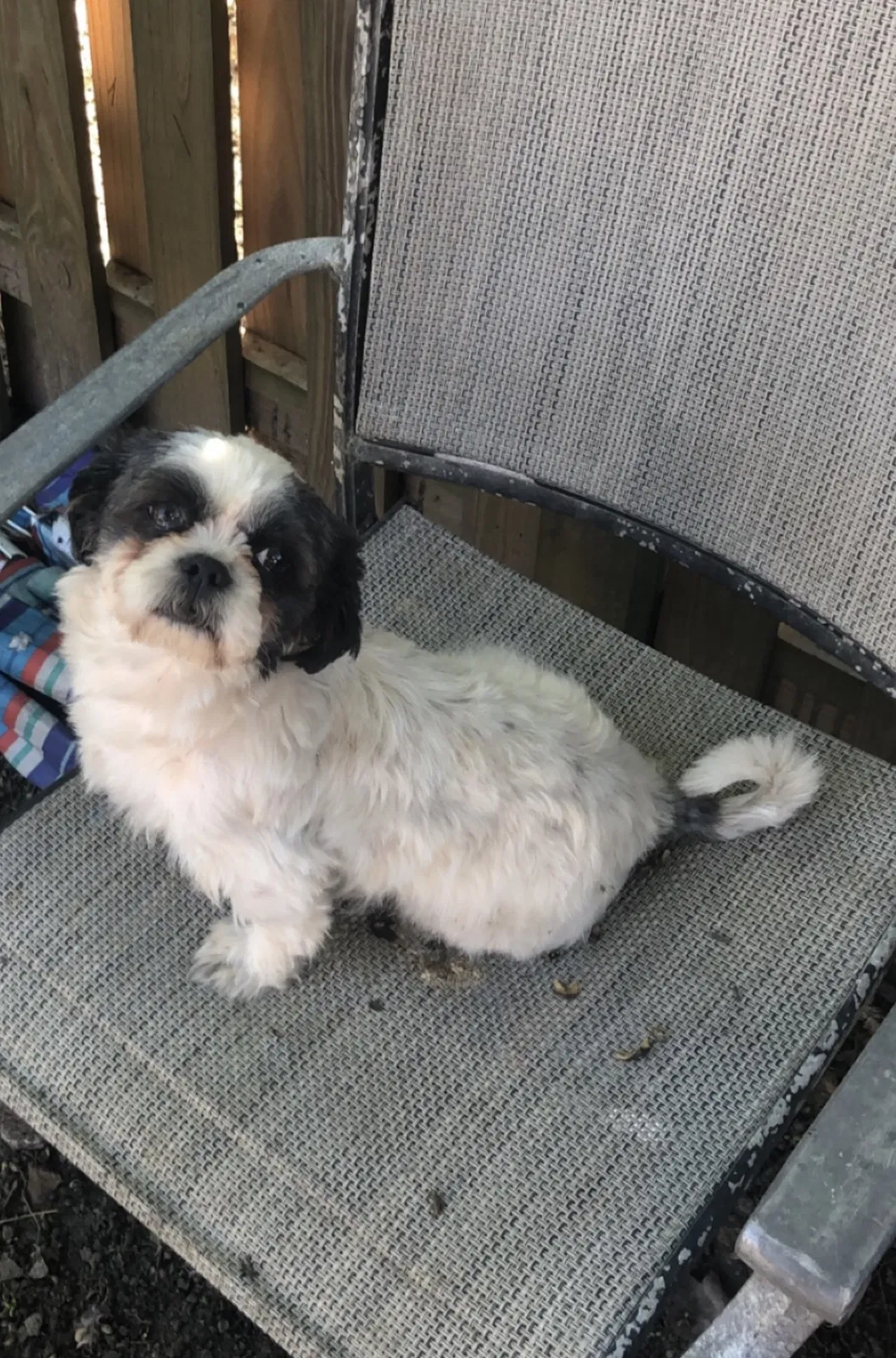 Lost dog in Goose Creek, SC, 29445