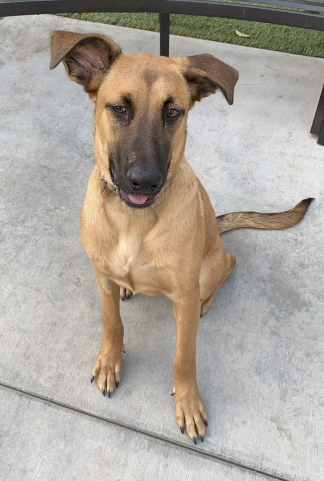 Lost dog in Redlands, CA, 92374