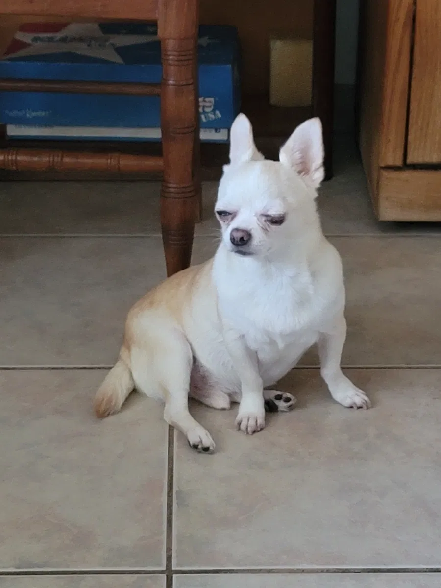 Lost dog in Phoenix, AZ, 85017