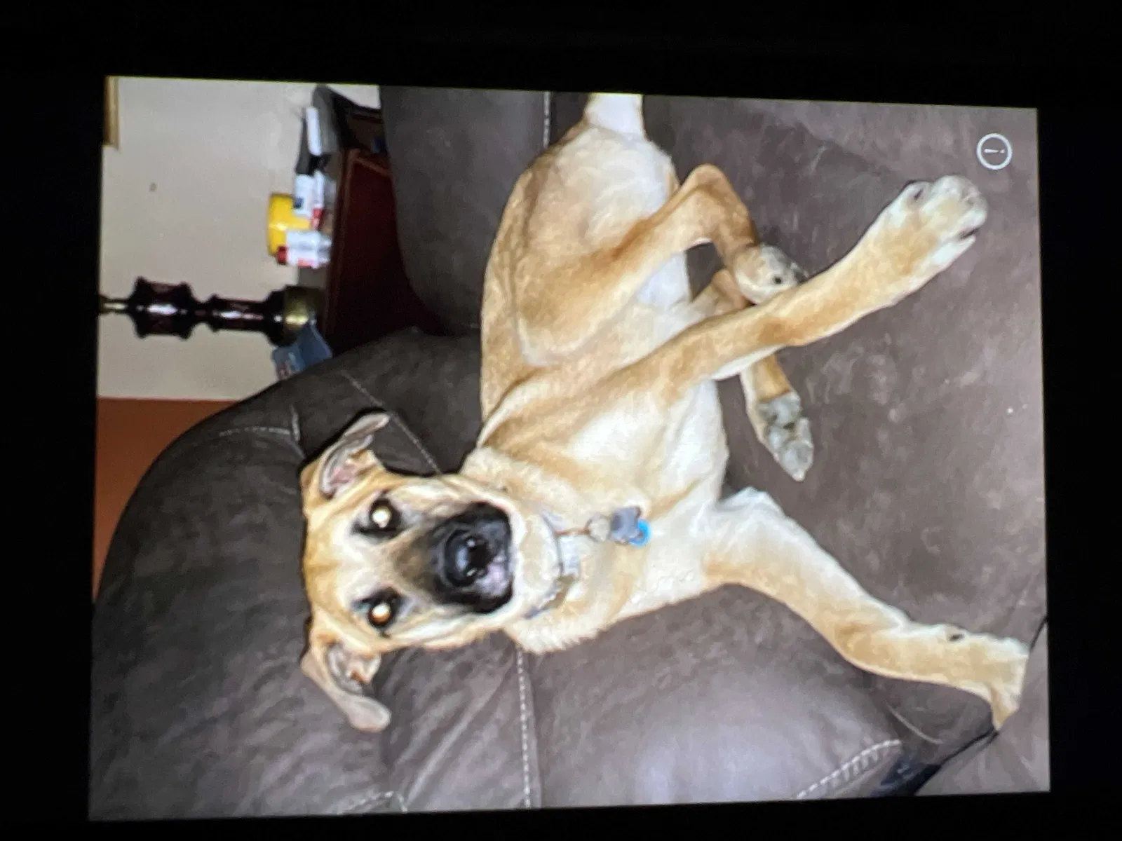 Lost dog in Fort Lupton, CO, 80621