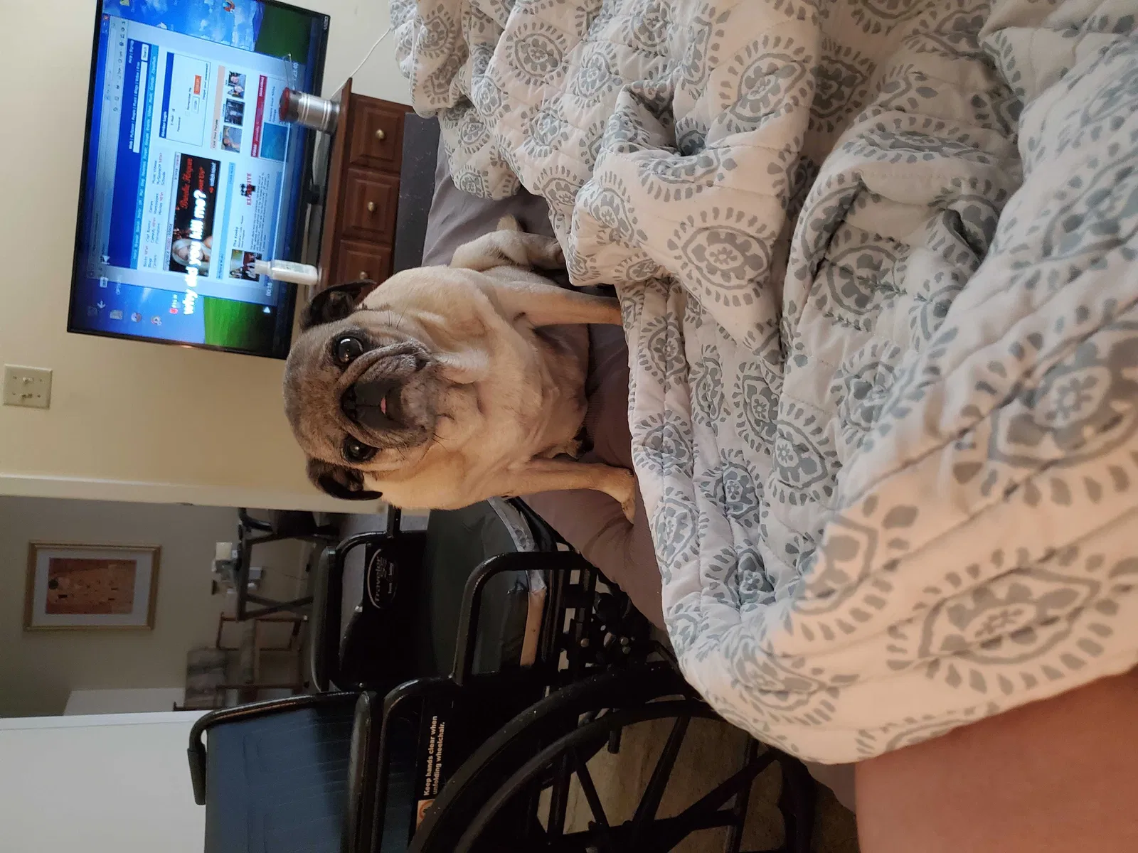Lost dog in Maurice, LA, 70555