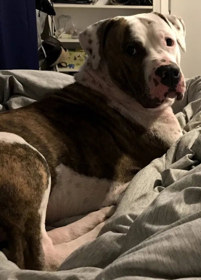 Lost dog in San Antonio, TX, 78222