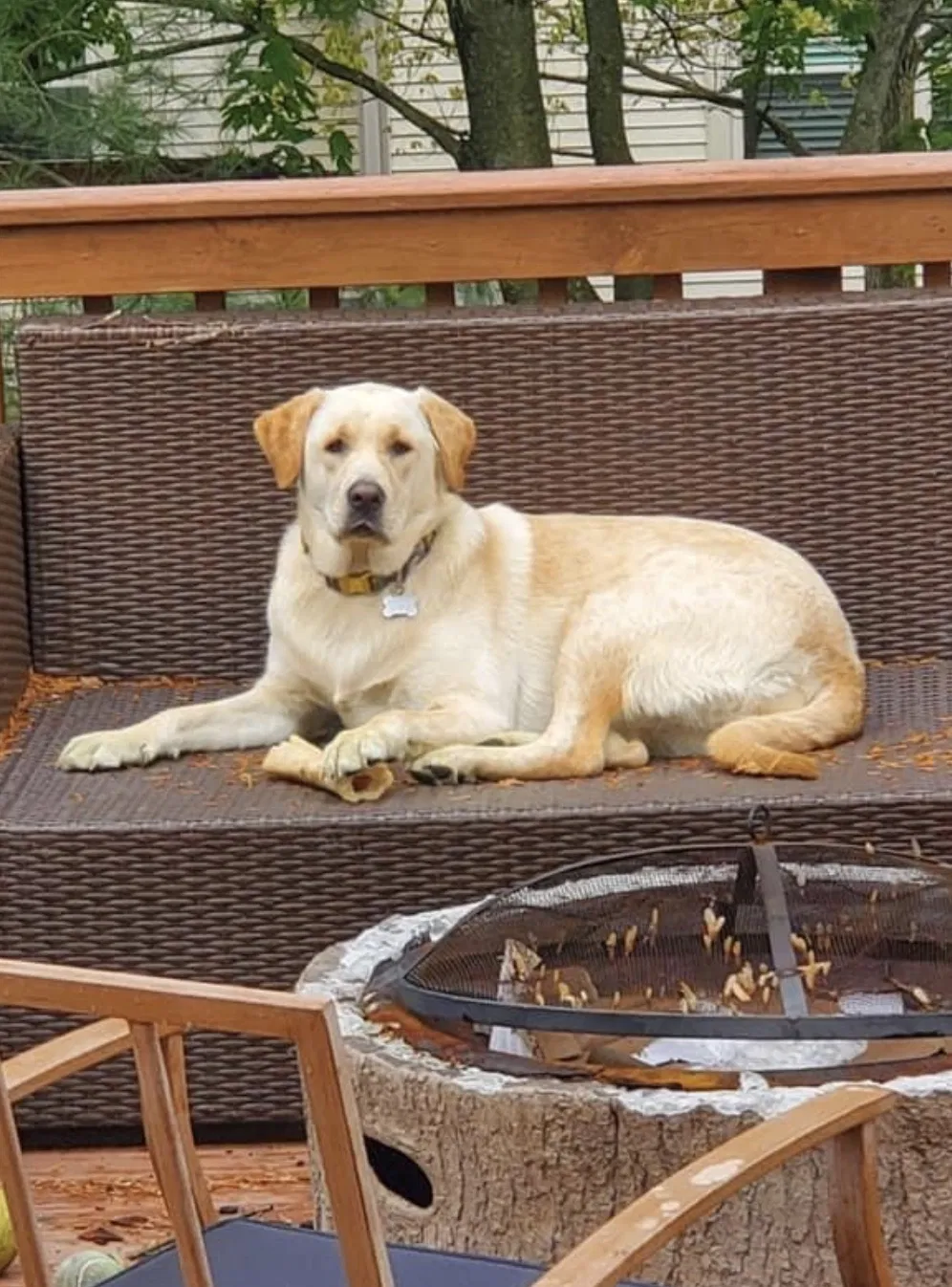 Lost dog in Westerville, OH, 43081