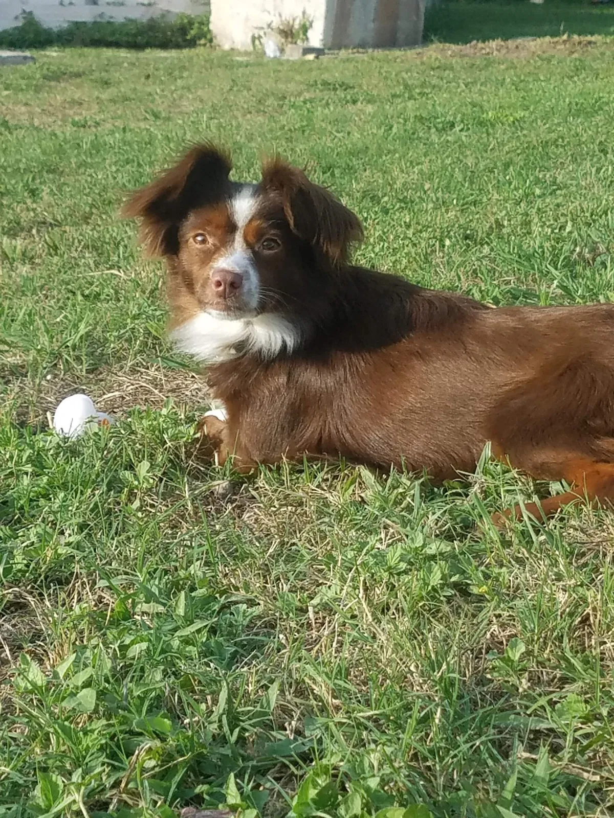 Lost dog in Victoria, TX, 77901