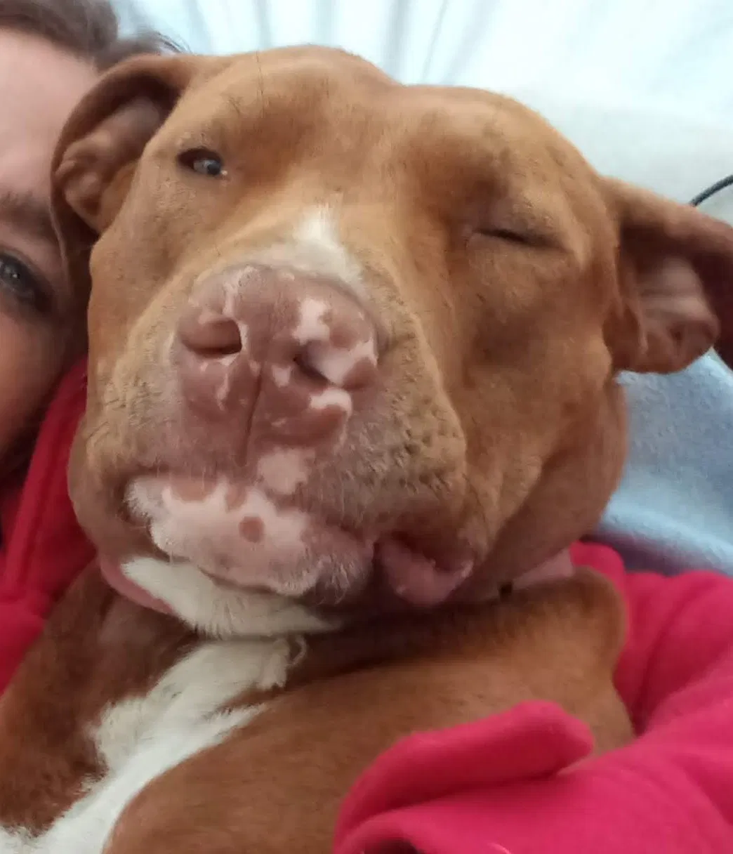 Lost dog in Jackson, CA, 95642