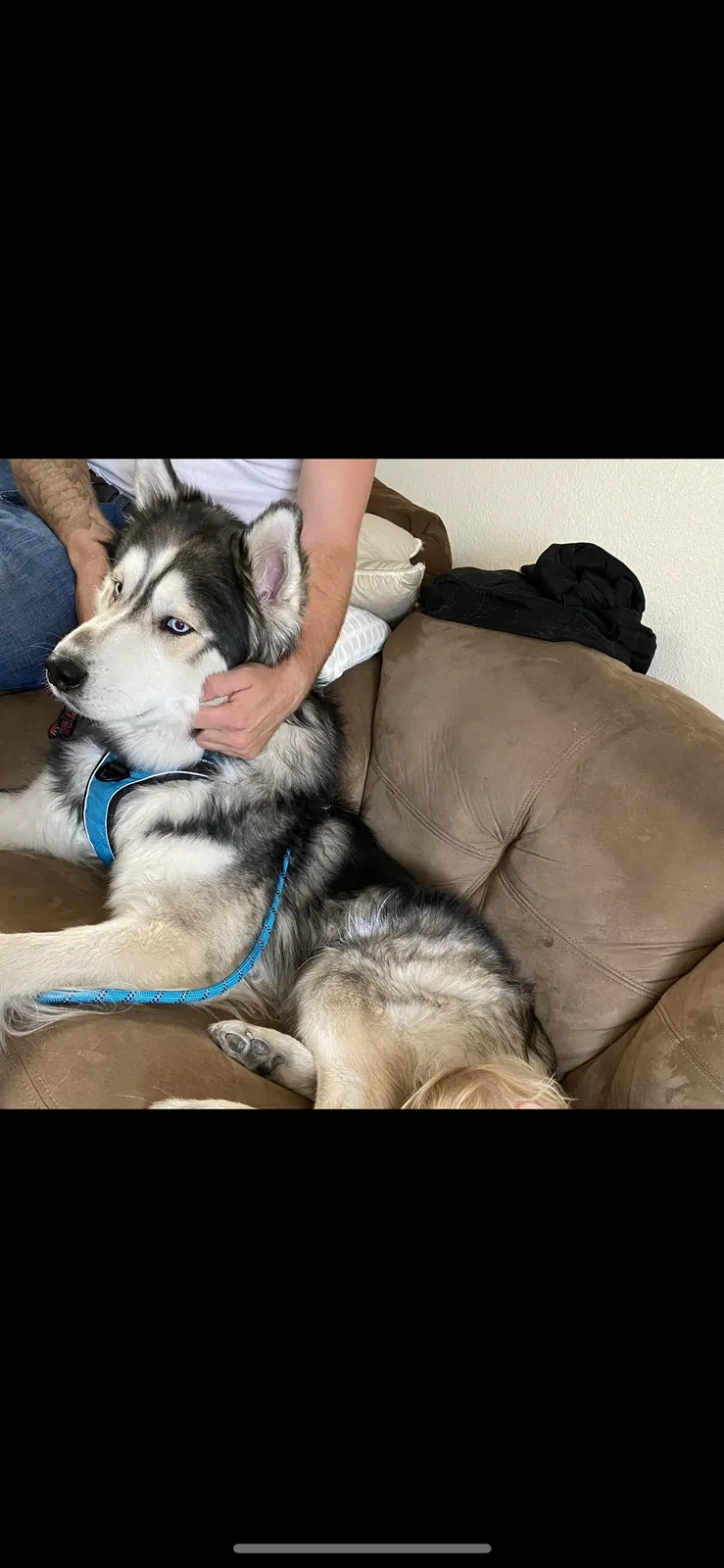 Lost dog in Carmichael, CA, 95608