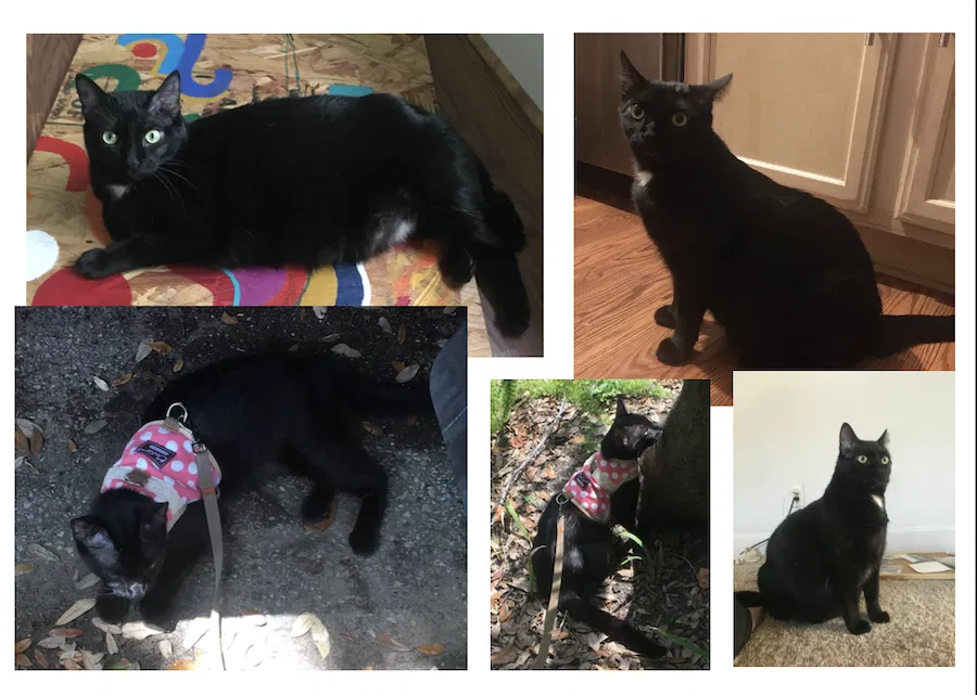 Lost cat in Houston, TX, 77079