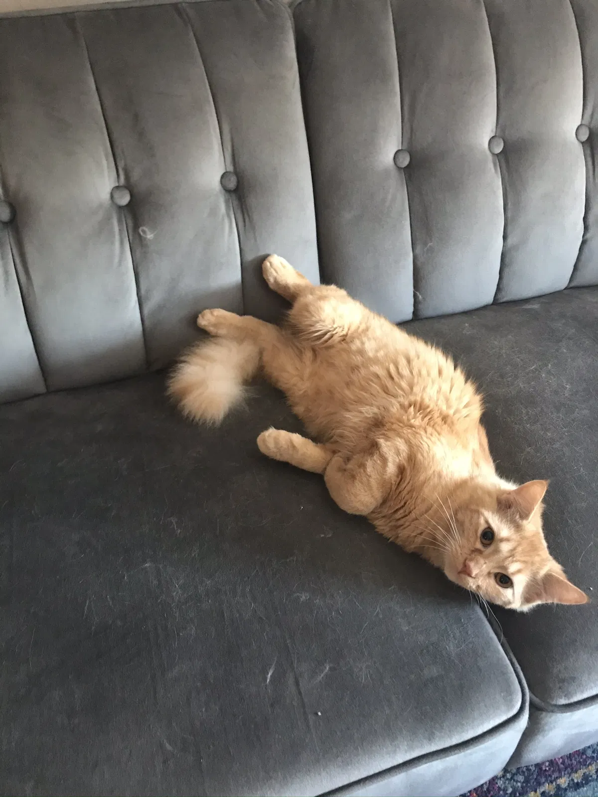 Lost cat in Pflugerville, TX, 78660