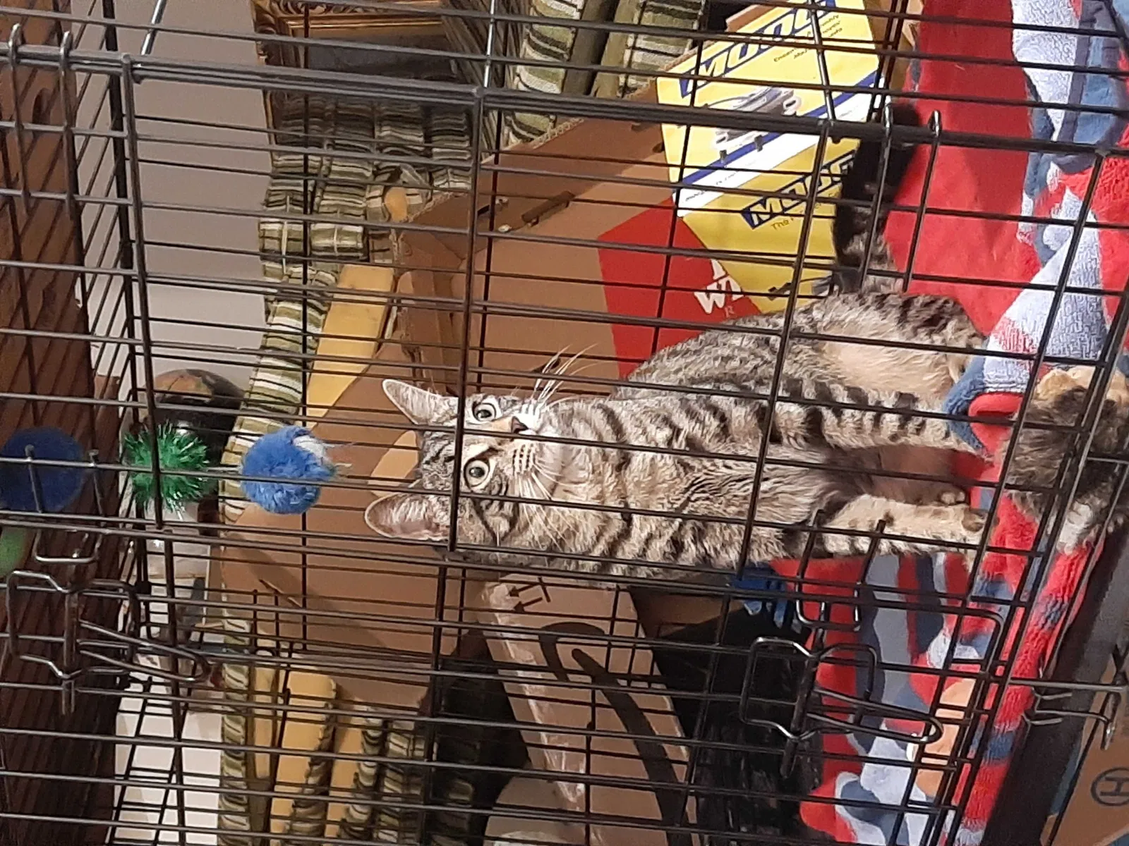 Lost cat in Chattanooga, TN, 37404