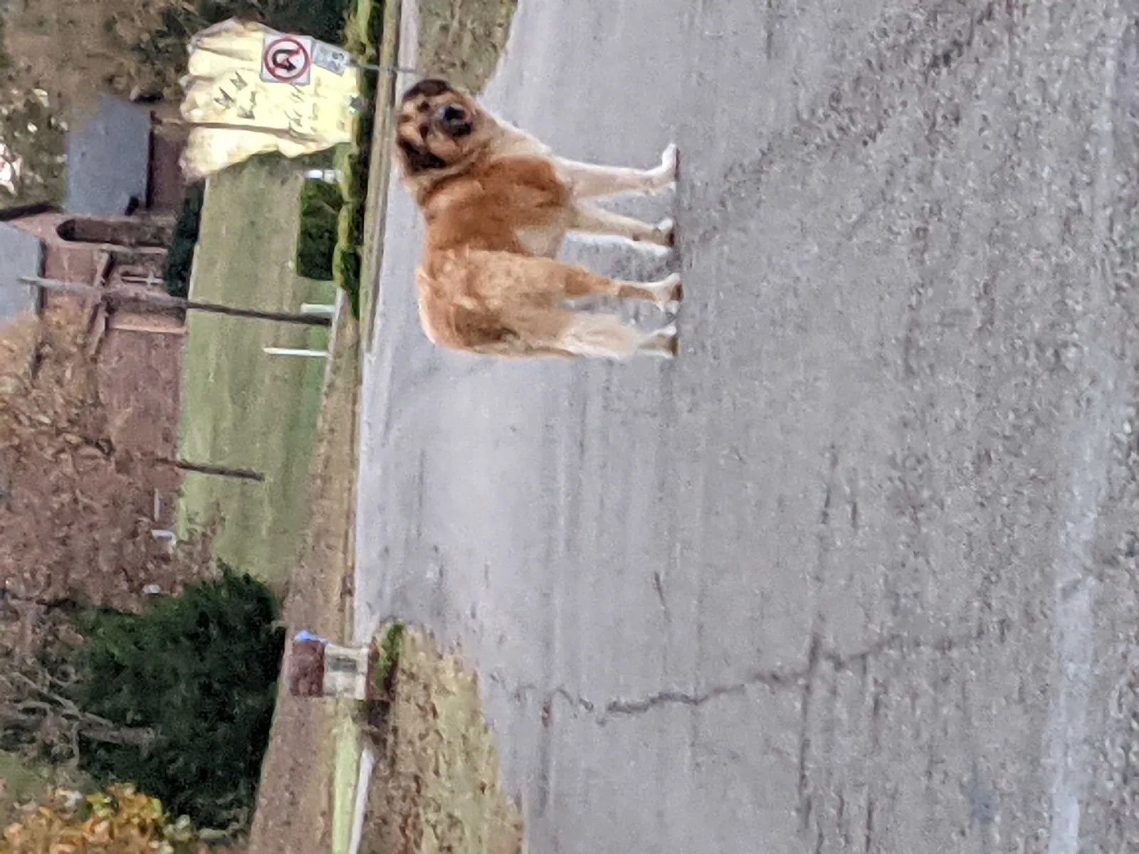 Found dog in Gilmer, TX, 75645