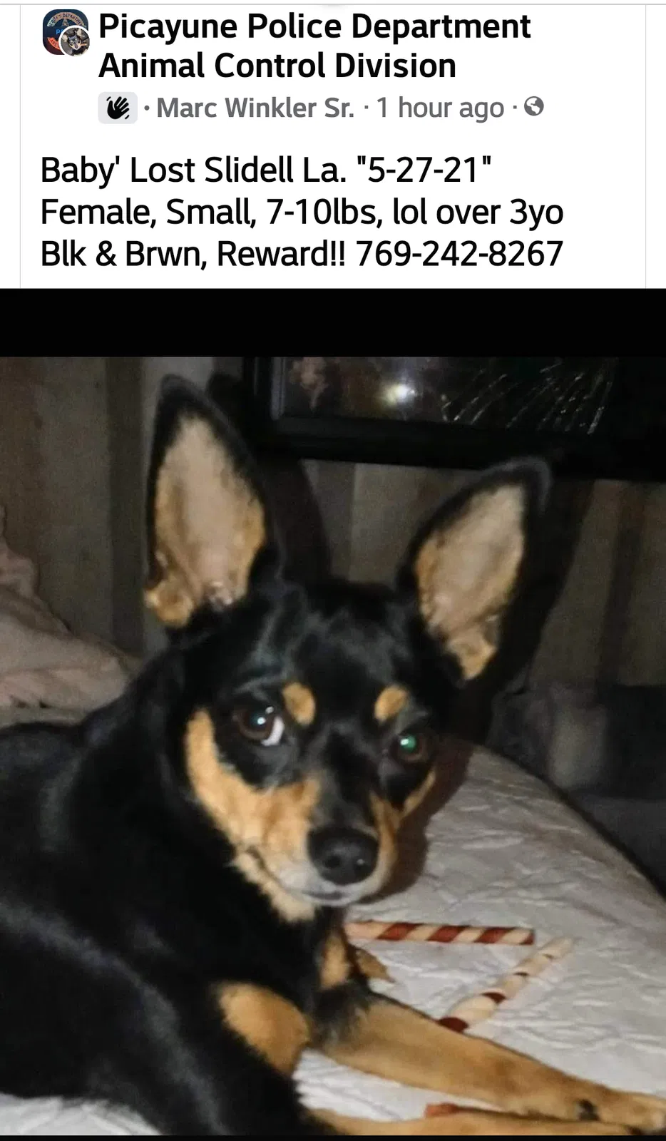 Lost dog in Slidell, LA, 70458