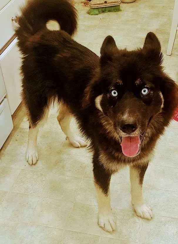 Lost dog in Winnetka, CA, 91306