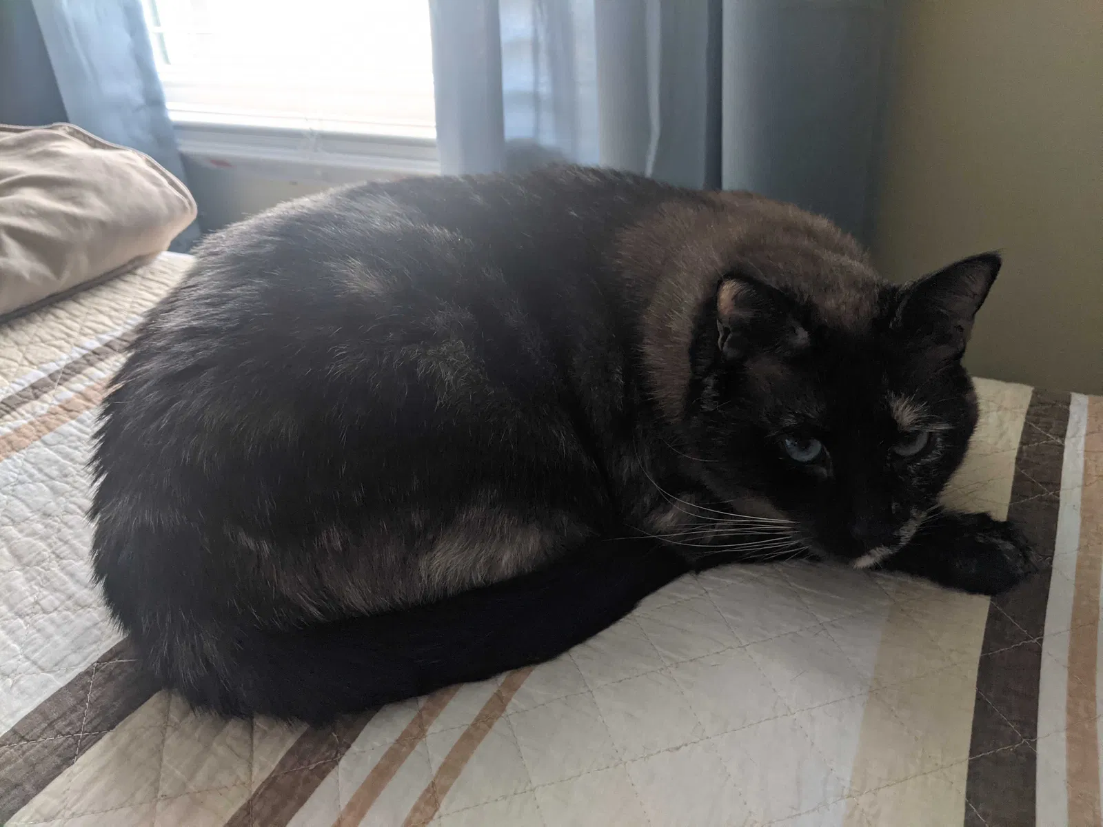 Lost cat in Burlington, NC, 27215