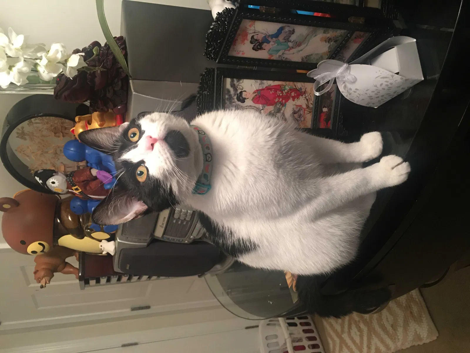 Lost cat in Stamford, CT, 6902