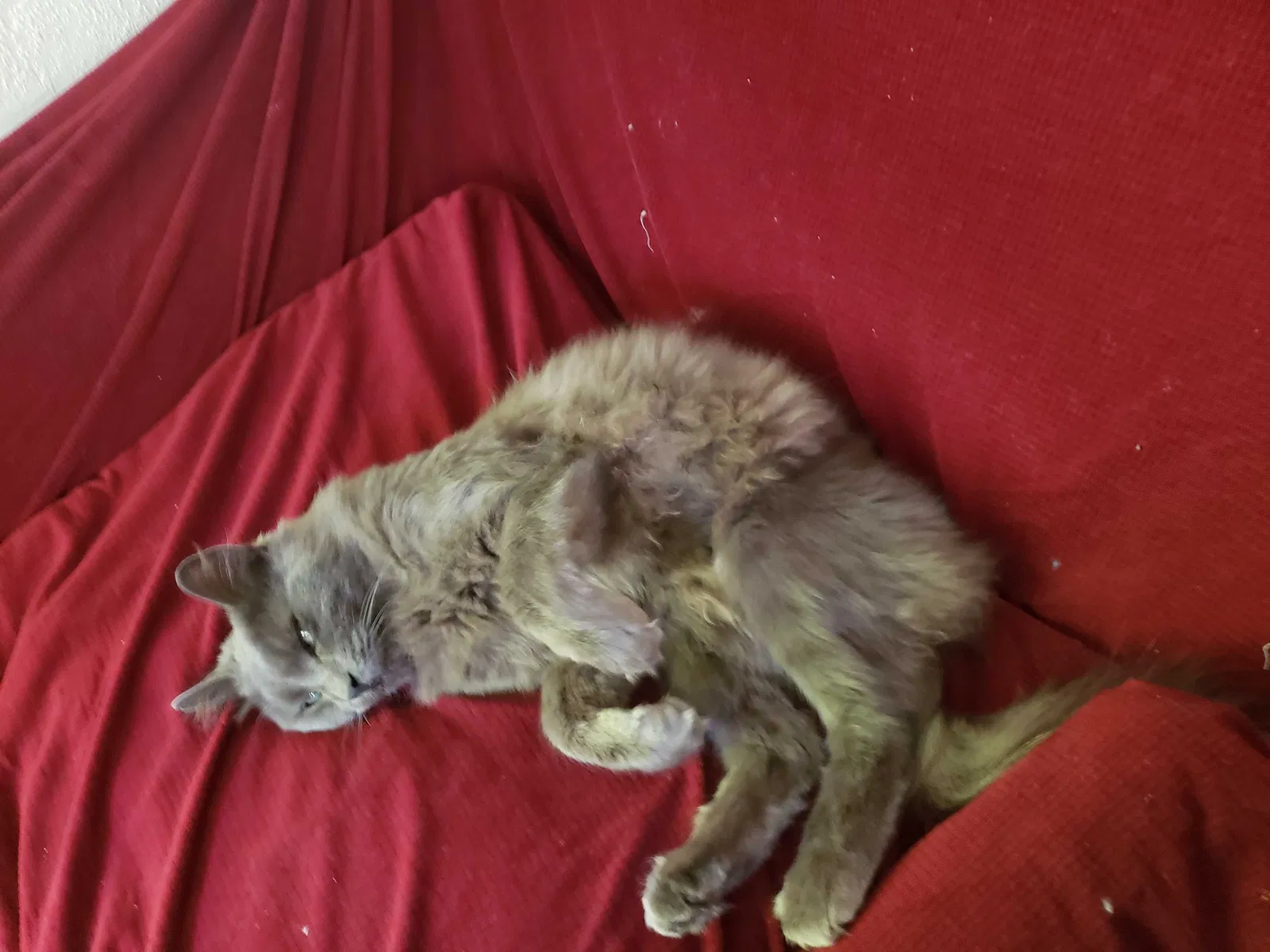 Found cat in Berkeley, CA, 94704