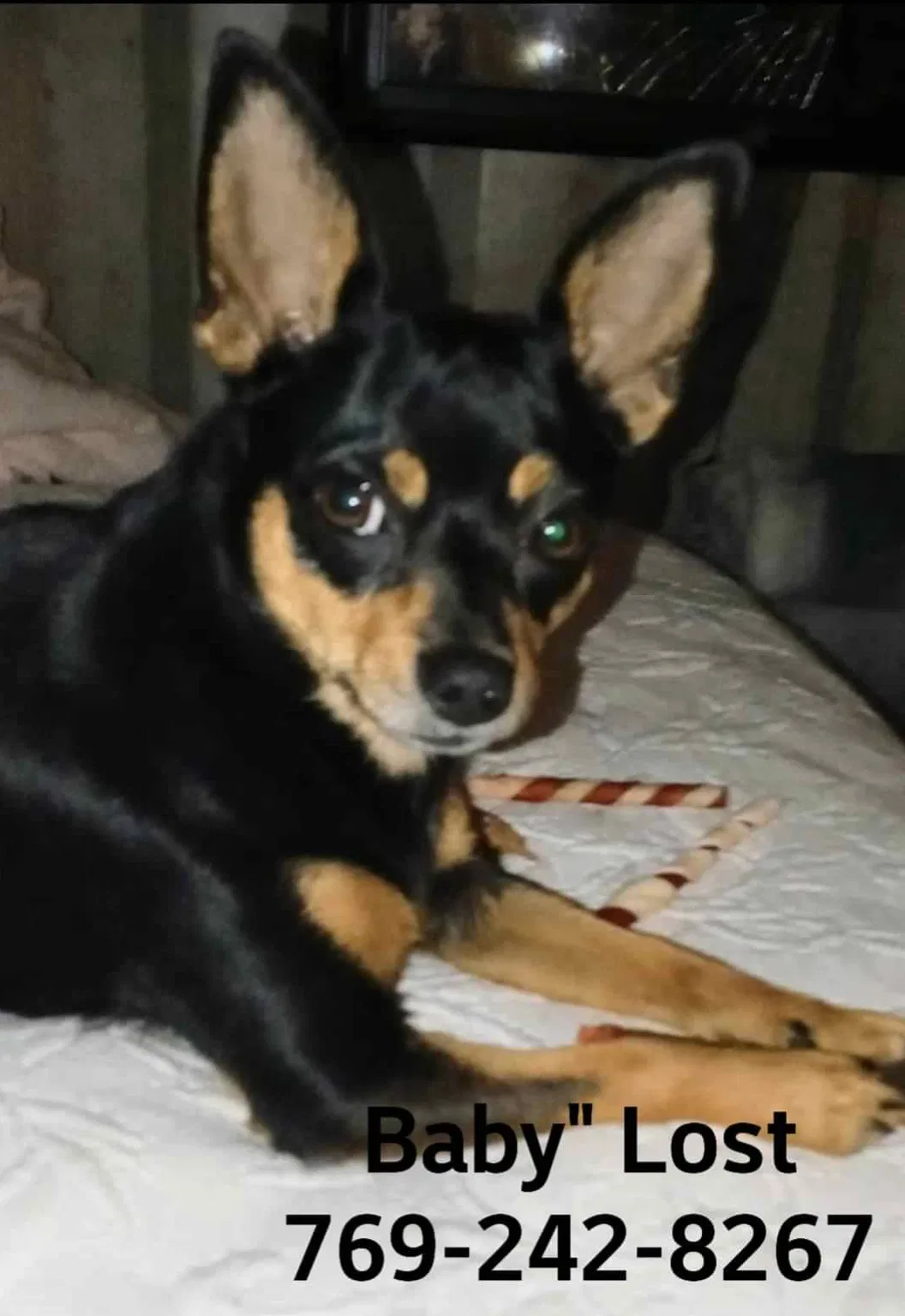 Lost dog in Slidell, LA, 70458