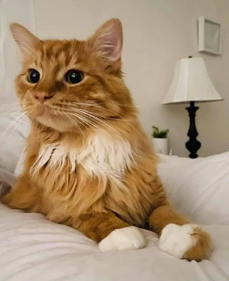 Lost cat in Boise, ID, 83704