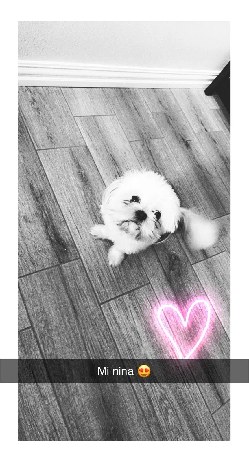 Lost dog in Baytown, TX, 77521