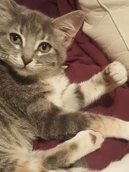 Lost cat in Independence, MO, 64055