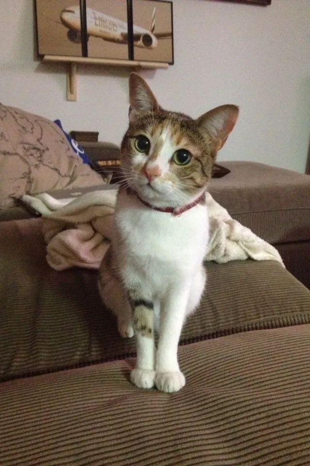 Lost cat in Mesa, AZ, 85209