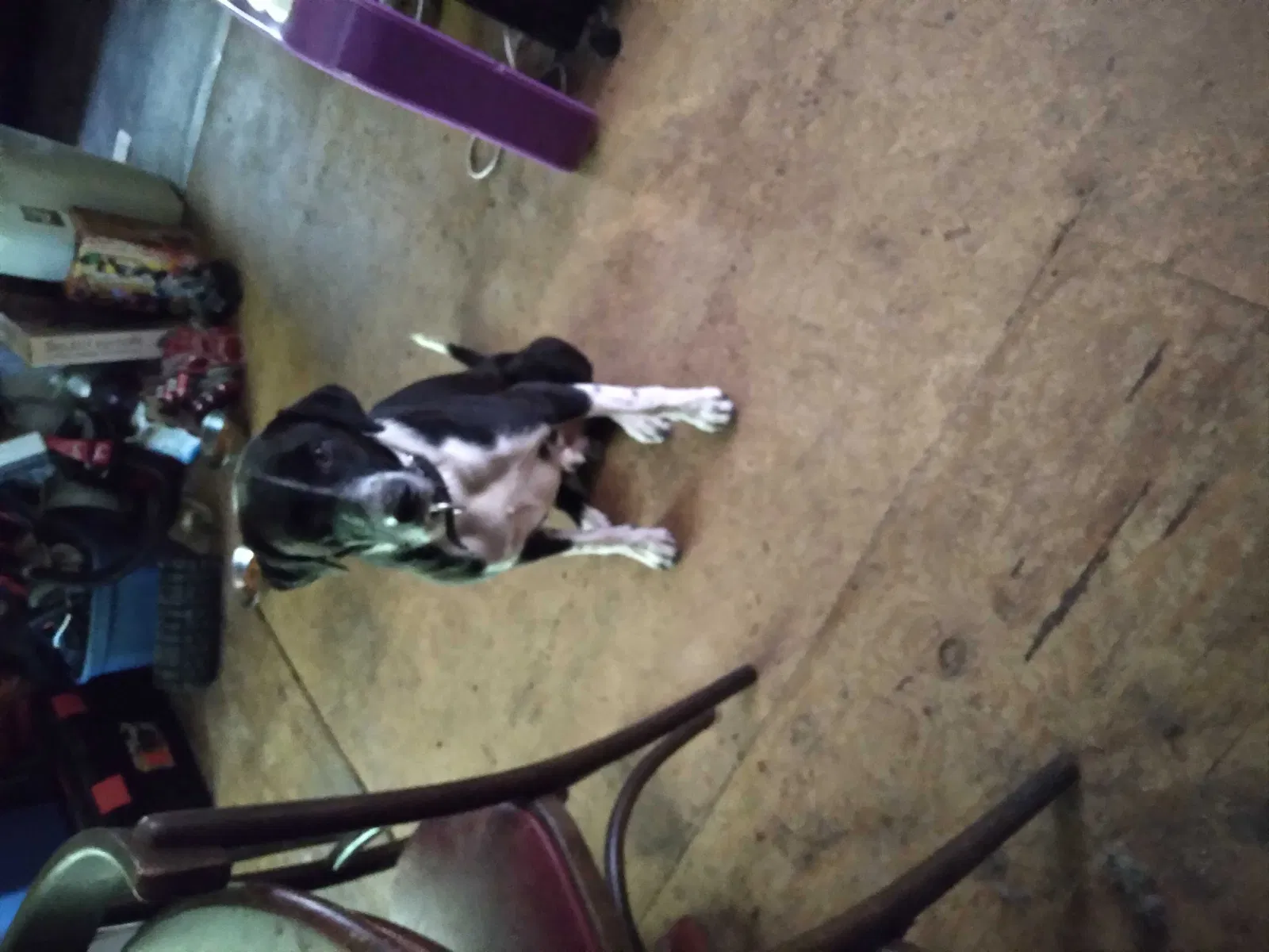 Lost dog in Glasgow, KY, 42141