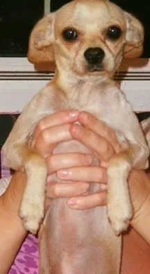Lost dog in Tucson, AZ, 85706