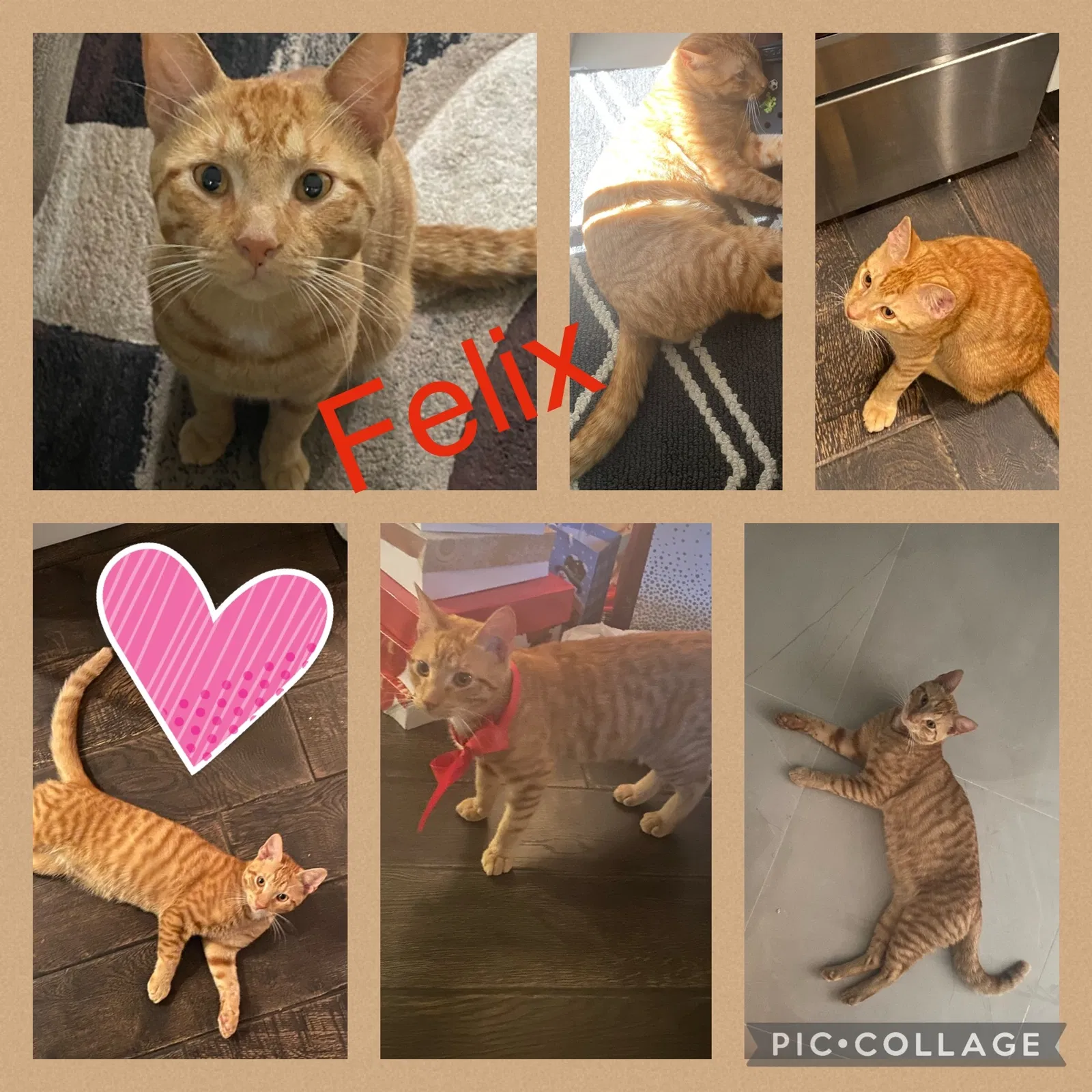 Lost cat in Pompano Beach, FL, 33068
