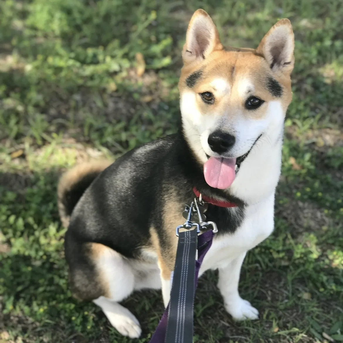Lost dog in Jacksonville, FL, 32277