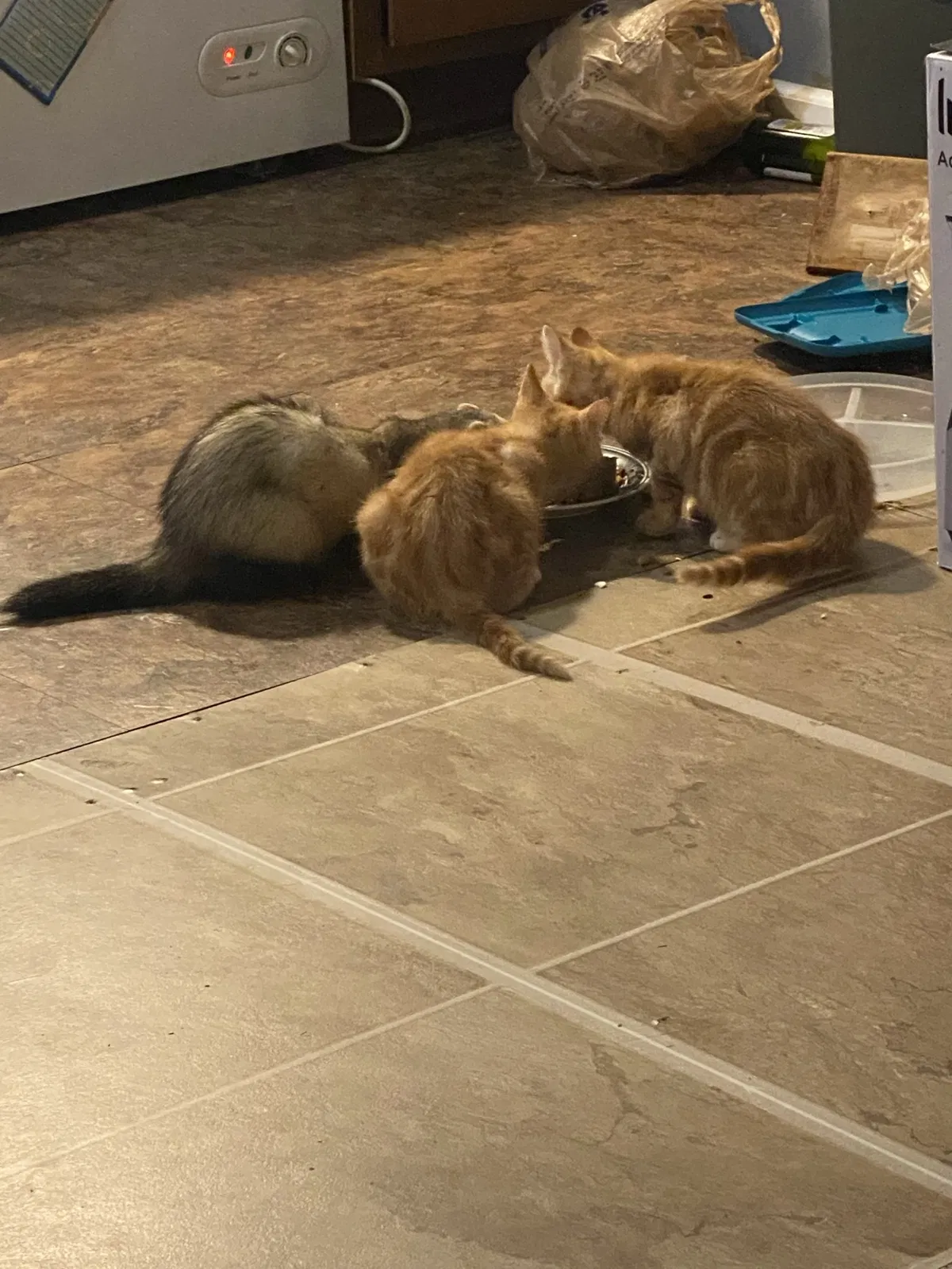Lost cat in Temple, GA, 30179