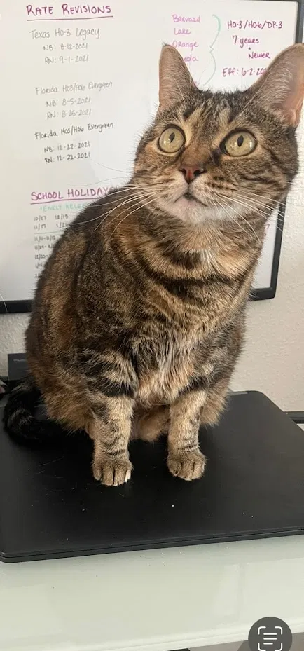 Lost cat in Jacksonville, FL, 32226