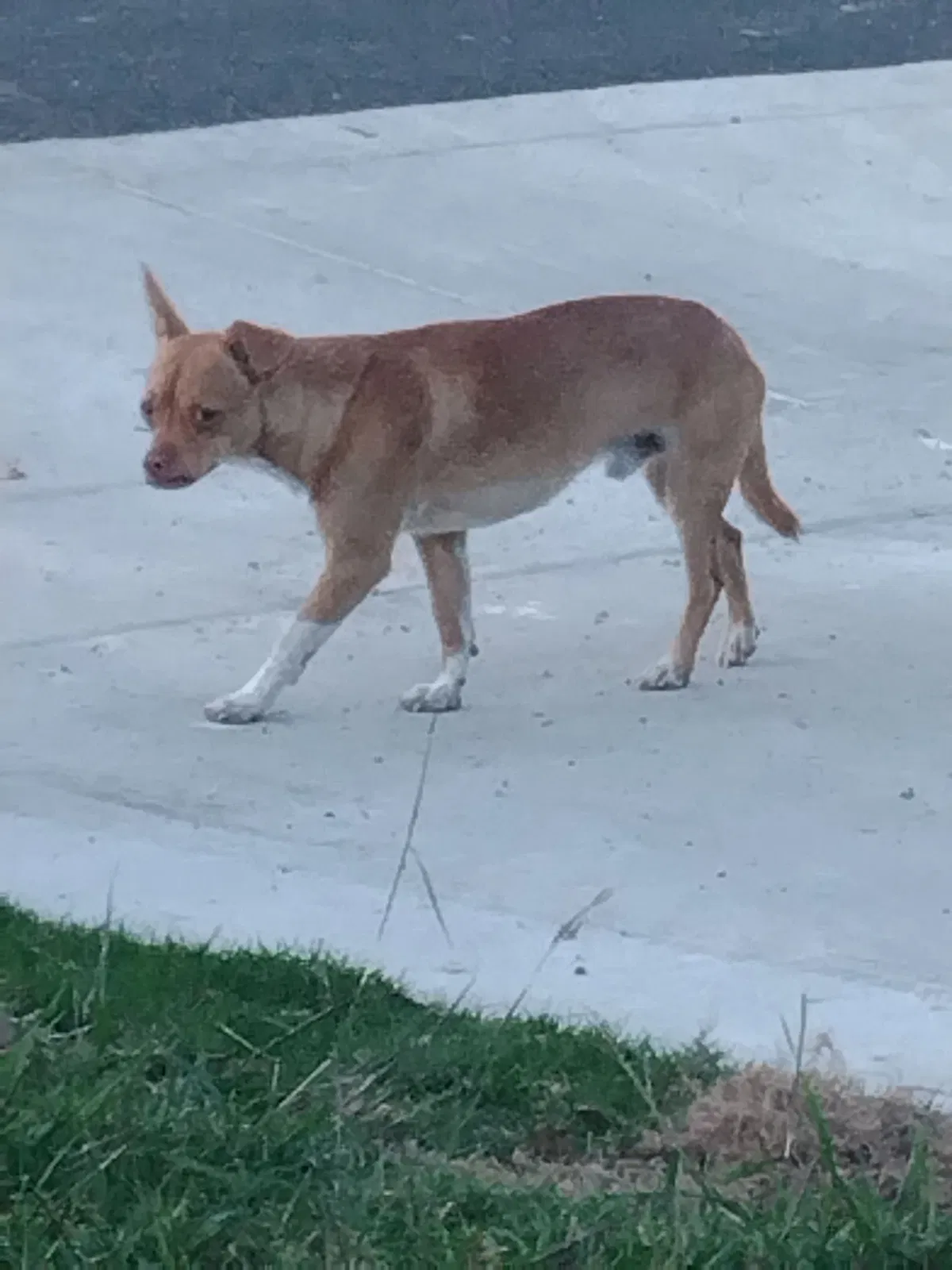 Found dog in San Antonio, TX, 78228