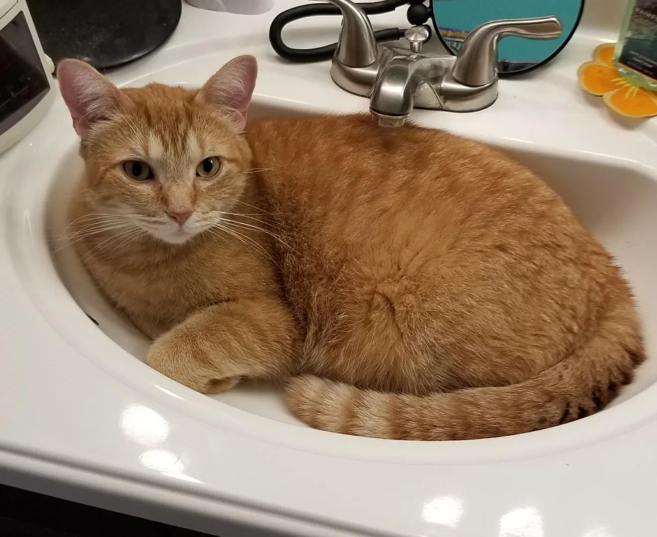 Lost cat in Taylor, MI, 48180