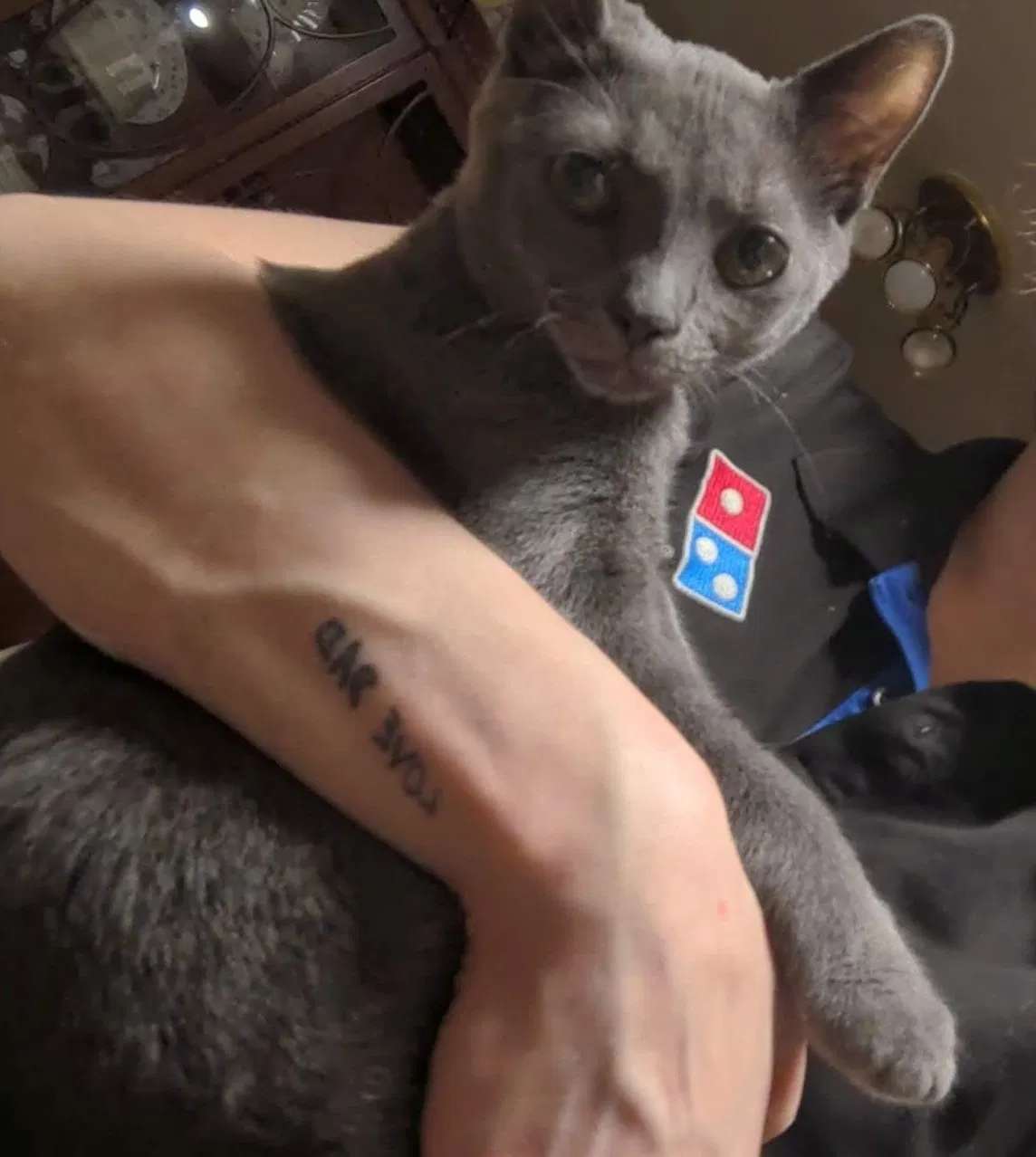 Lost cat in Henrico, VA, 23238