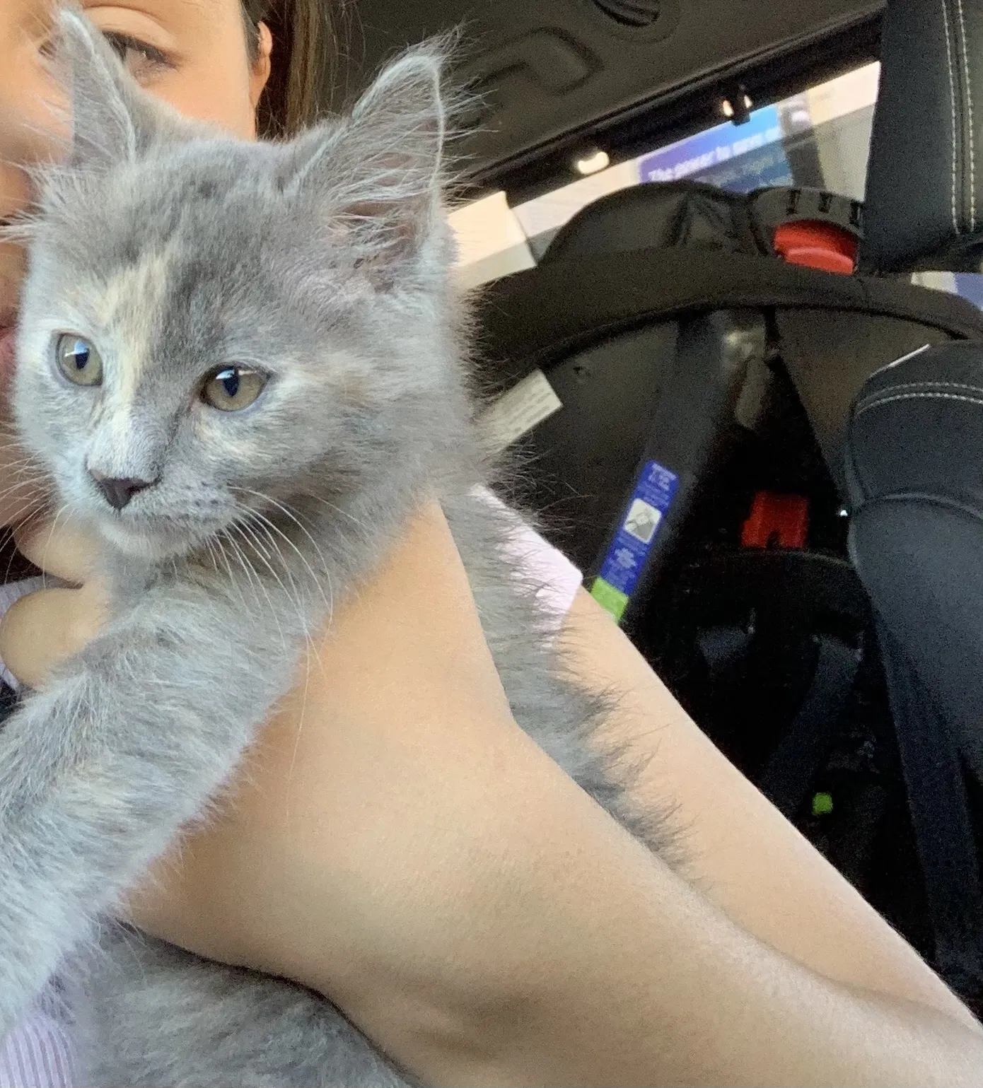Lost cat in Fresno, CA, 93727