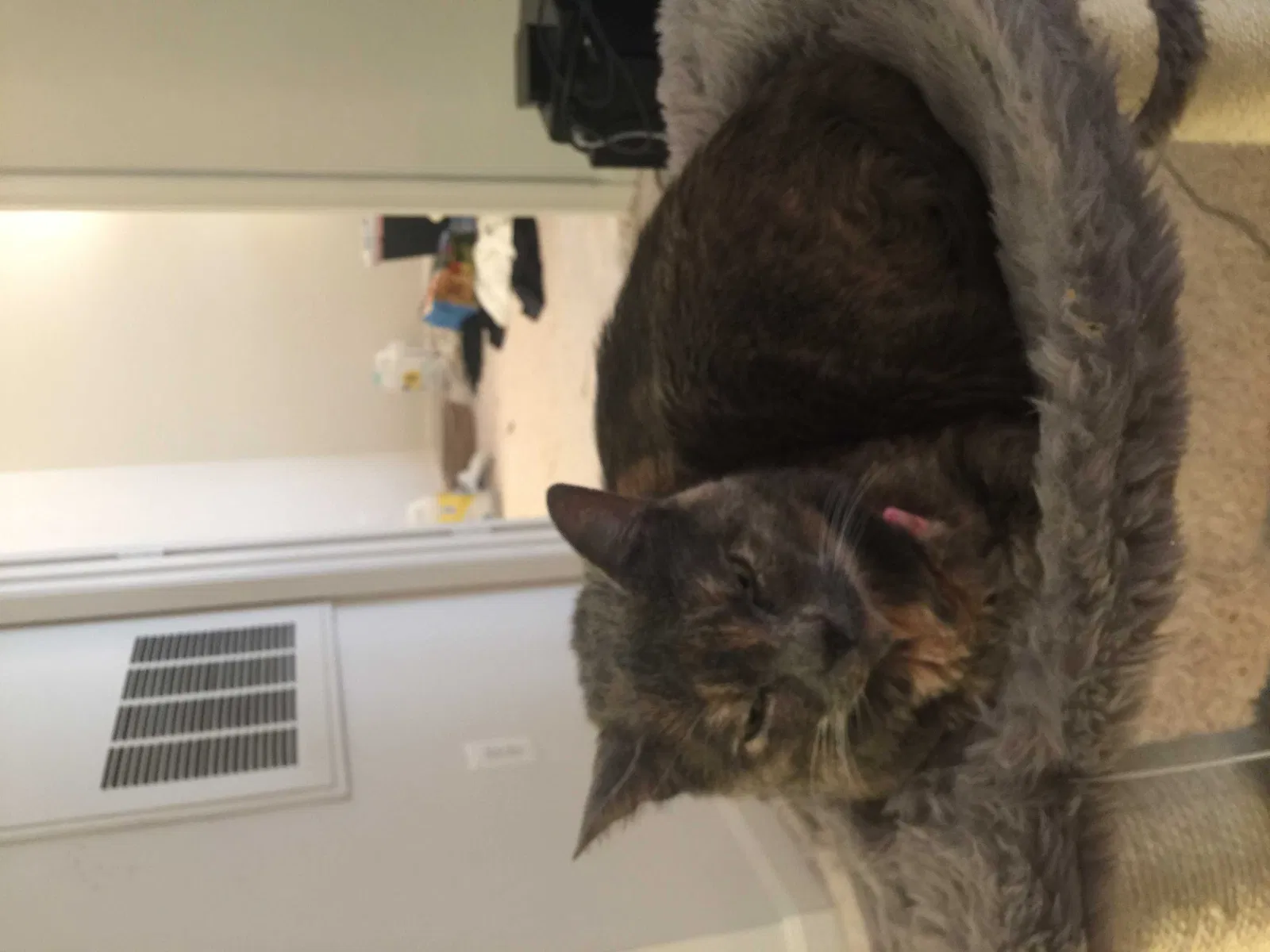 Lost cat in Sterling, VA, 20166