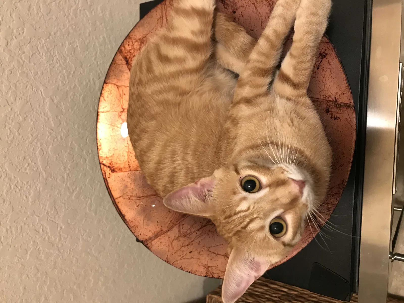 Lost cat in Converse, TX, 78109