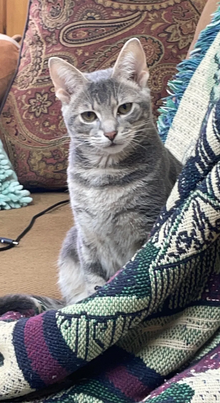 Lost cat in Midway, KY, 40347