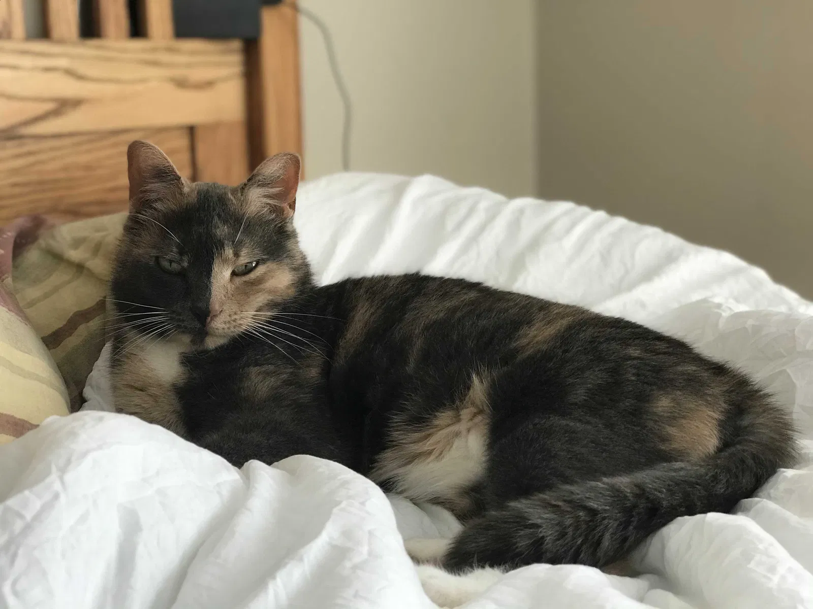 Lost cat in Lake View, NY, 14085