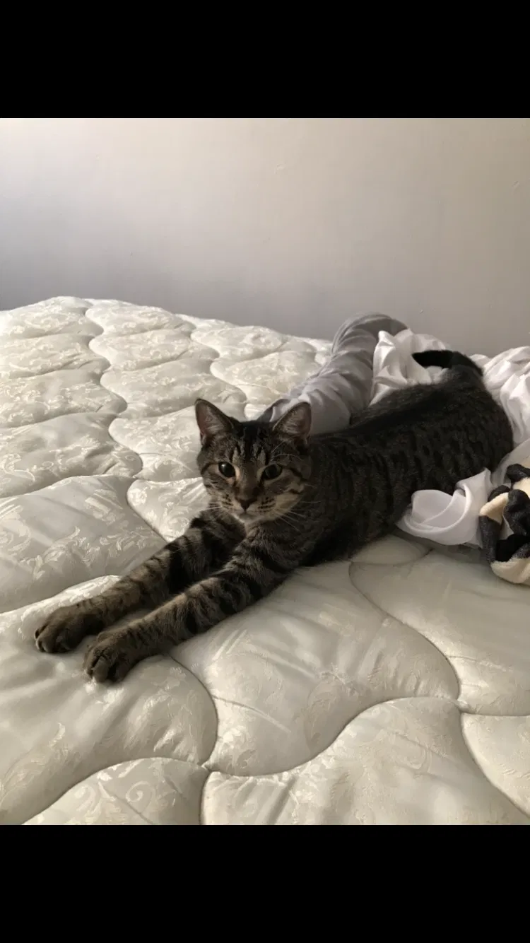 Lost cat in Clearwater, FL, 33765