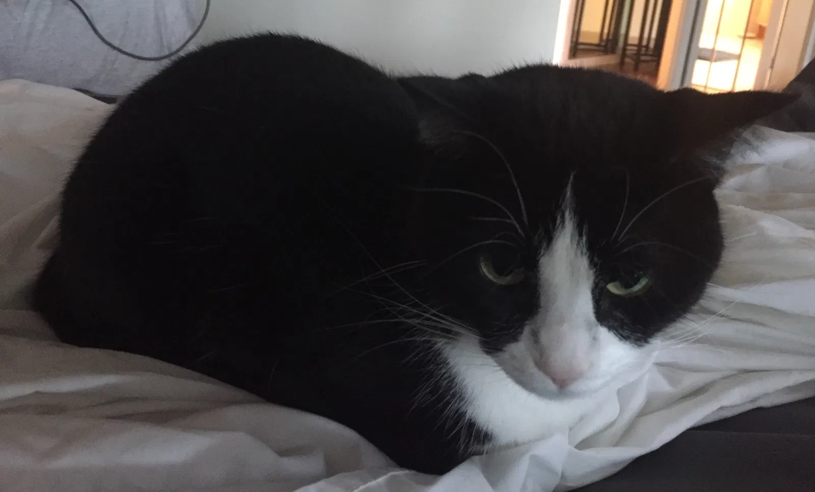 Lost cat in Bradenton, FL, 34212