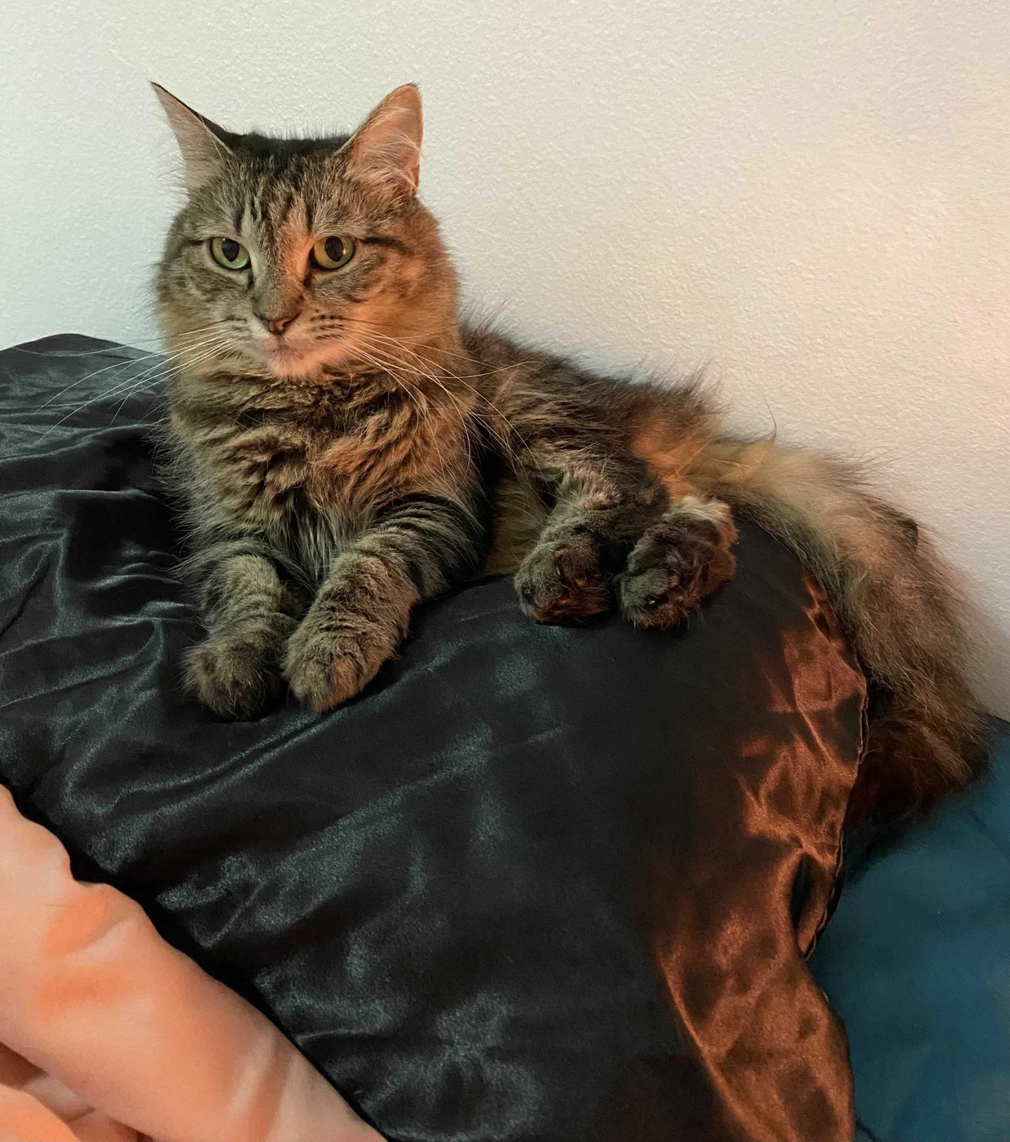 Lost cat in Garden Grove, CA, 92843
