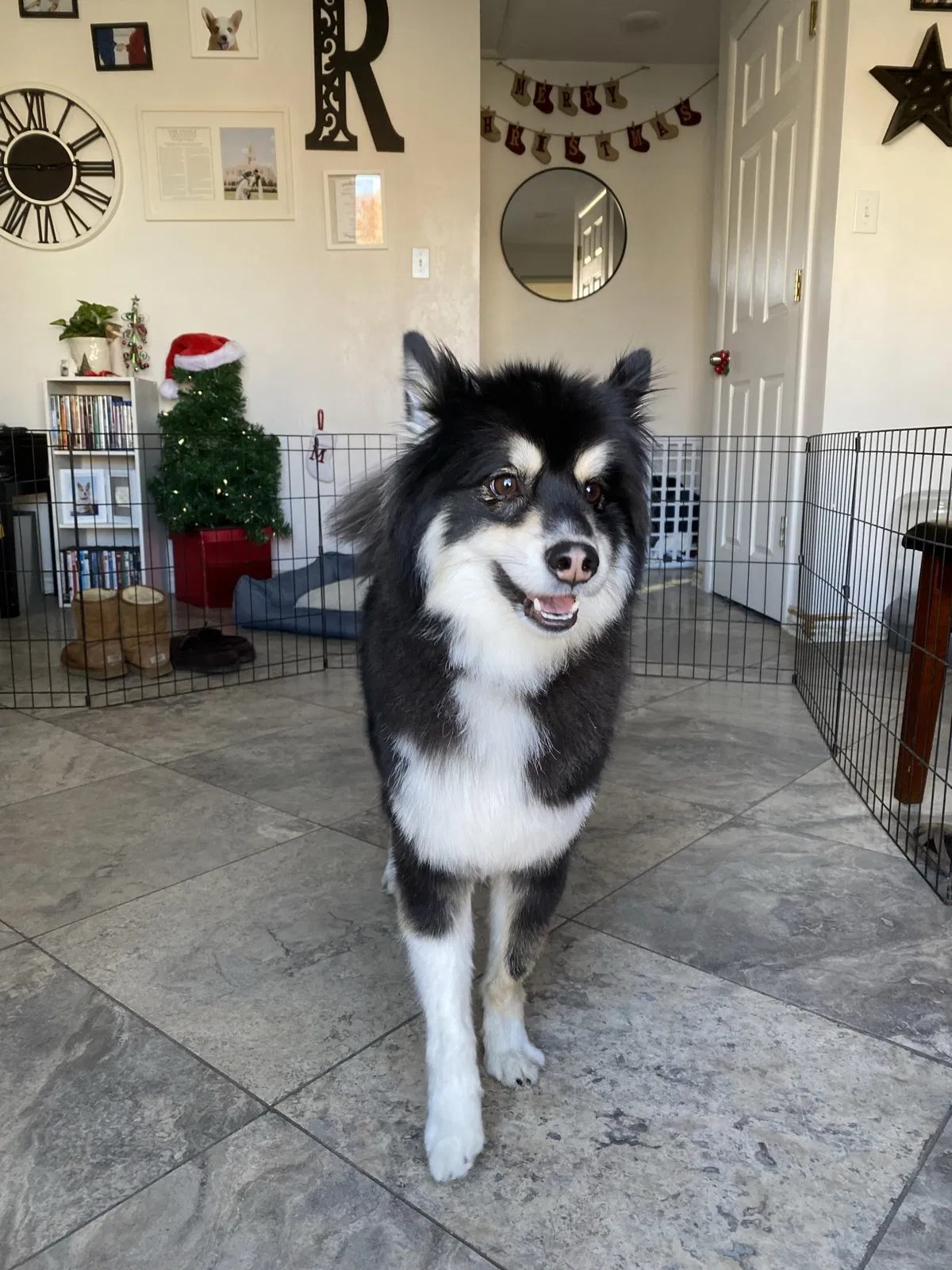 Lost dog in Orem, UT, 84057