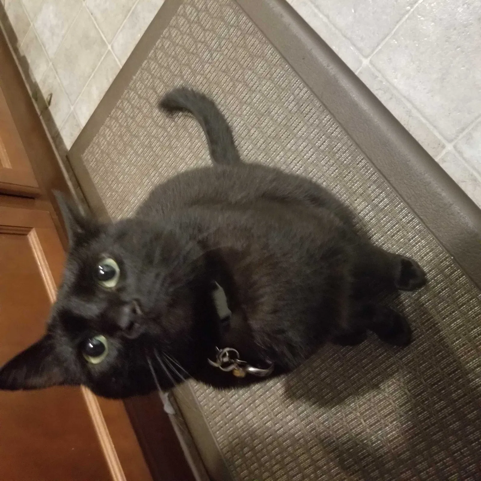 Lost cat in Las Vegas, NV, 89147